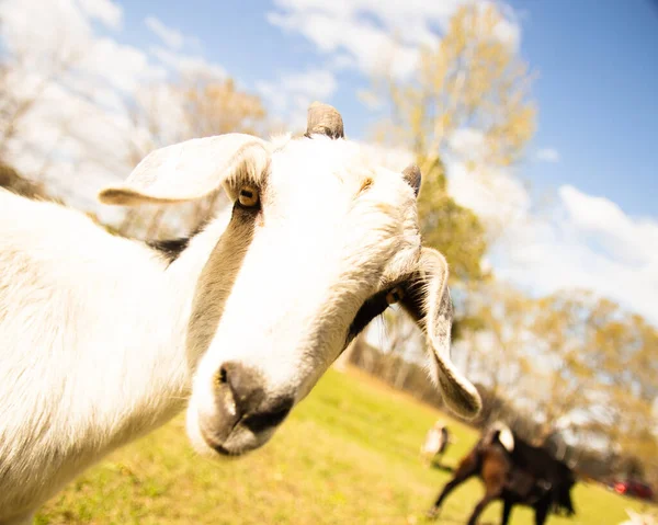 Uma Cabra Jovem Está Pastando Pasto — Fotografia de Stock