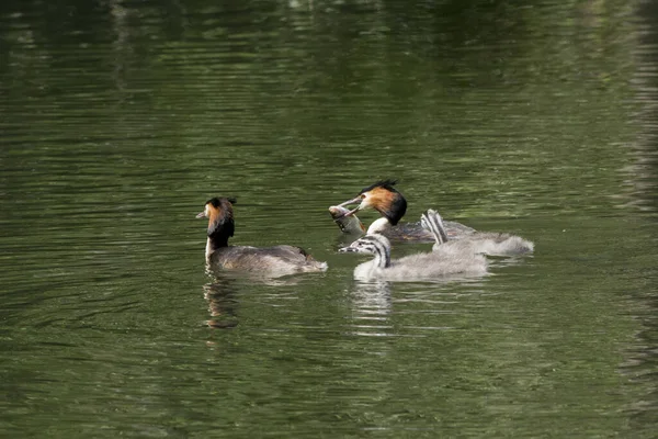 Group Ducks Swimming Water — Stock Photo, Image