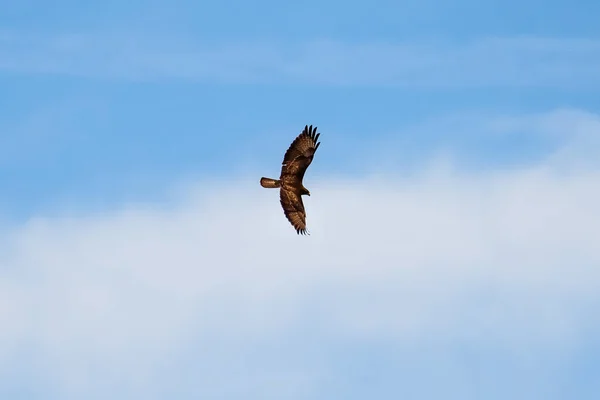 Uma Bela Águia Careca Voando Céu — Fotografia de Stock