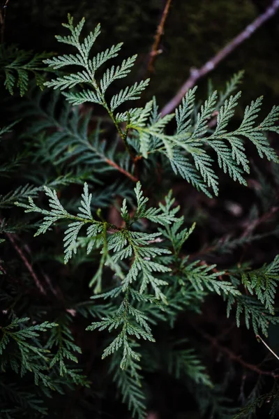 가문비나무 — 스톡 사진