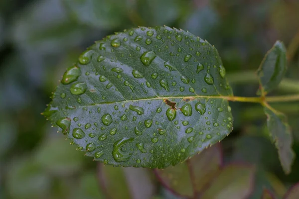 Zielony Liść Kroplami Rosy — Zdjęcie stockowe
