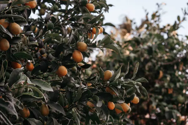 Érett Narancs Gyümölcsök Egy Fán Kertben — Stock Fotó