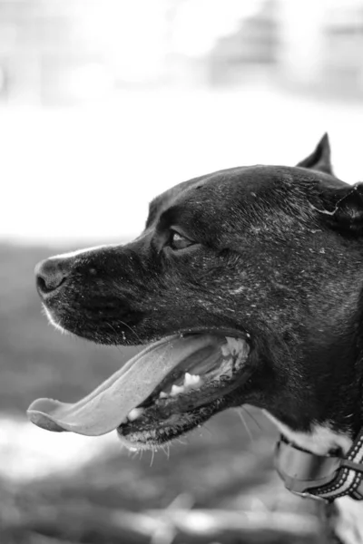 Černobílý Portrét Psa — Stock fotografie