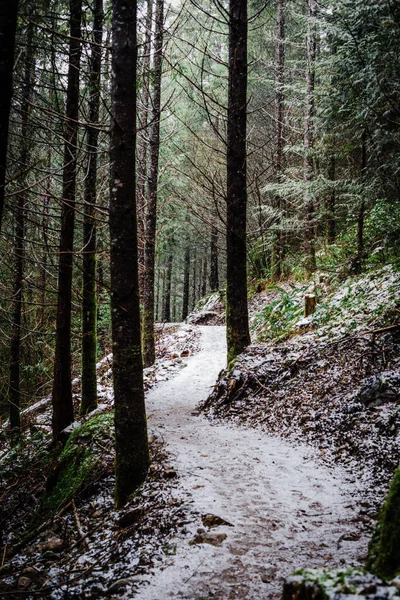 Belle Forêt Dans Les Montagnes — Photo