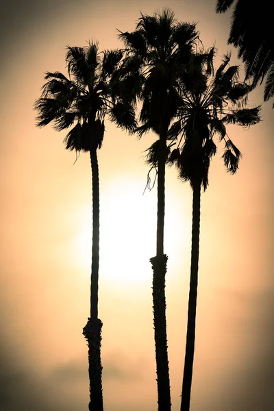 日落时海滩上棕榈树的轮廓 — 图库照片