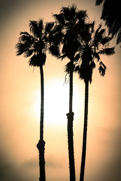 Silhouette Una Palma Sulla Spiaggia Tramonto — Foto Stock