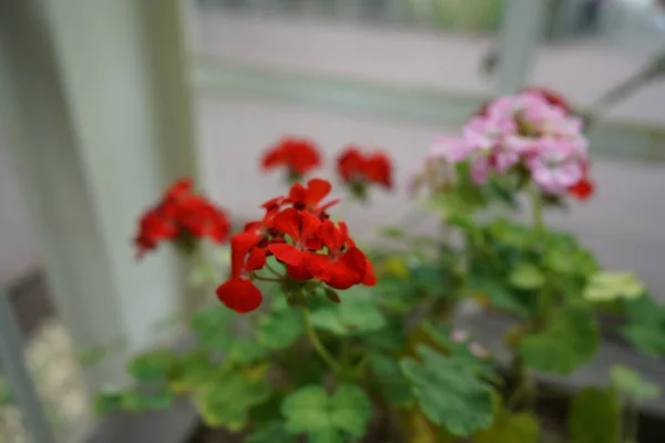 Flores Bonitas Jardim — Fotografia de Stock