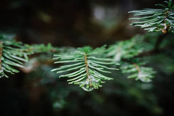 在森林的背景上 绿松枝条上有雪 — 图库照片