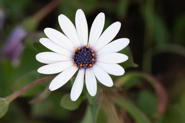 Hermosa Flor Margarita Blanca Jardín — Foto de Stock