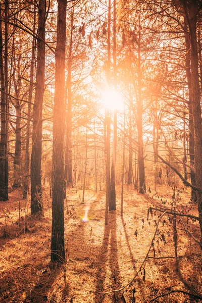 Krásný Podzimní Les Stromy Slunečními Paprsky — Stock fotografie
