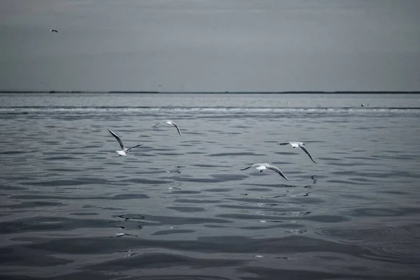 Martılar Denizin Üzerinde Uçuyor — Stok fotoğraf