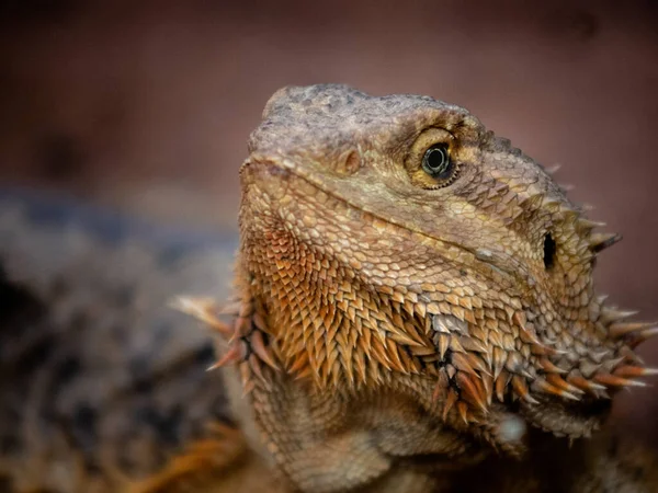 Primer Plano Lagarto Árbol — Foto de Stock