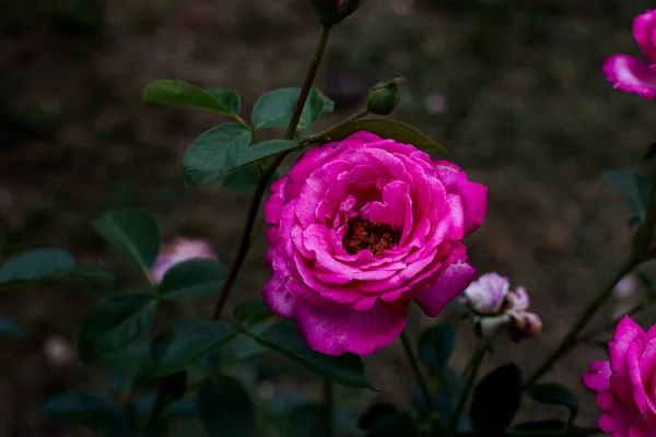 Rosas Rosa Bonitas Jardim — Fotografia de Stock