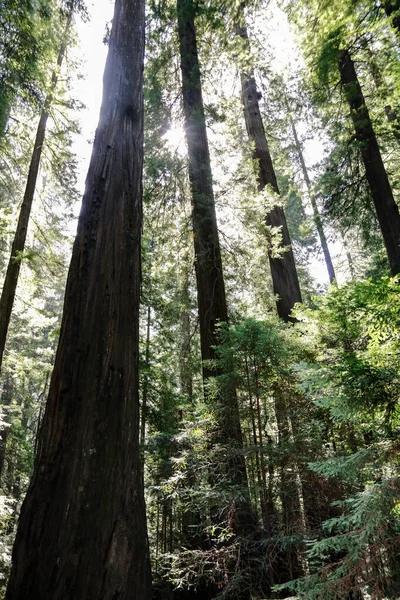 Вертикальний Знімок Зеленого Лісу Дерев Яним Парканом — стокове фото