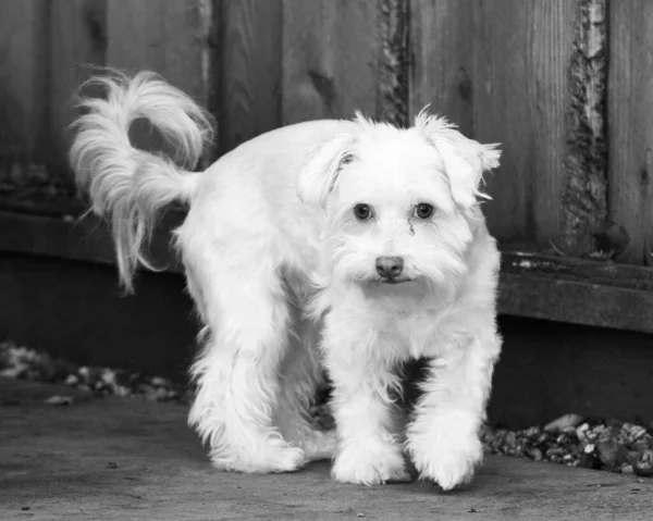 Λευκό Σκυλί Στον Κήπο — Φωτογραφία Αρχείου