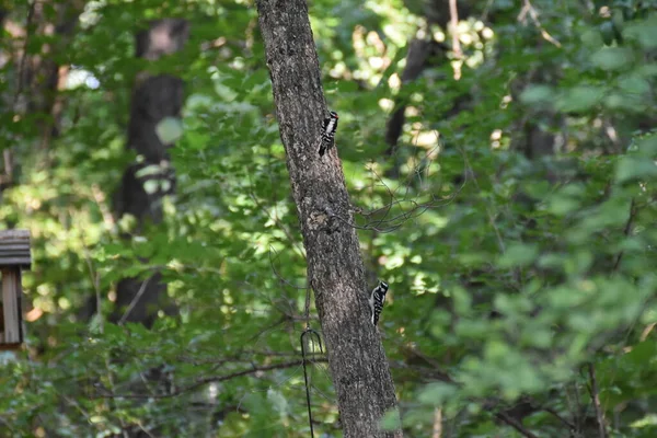 Bir Kuş Ağaç Gövdesinde Oturuyor — Stok fotoğraf