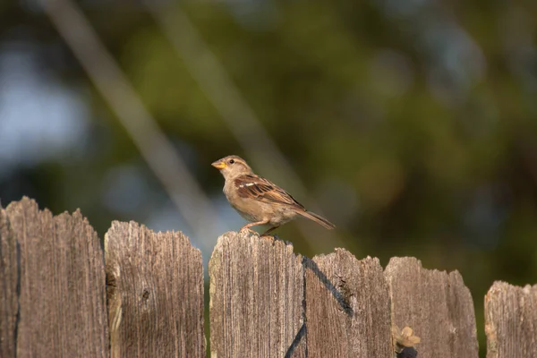 Ein Vogel Auf Einem Baum — Stockfoto