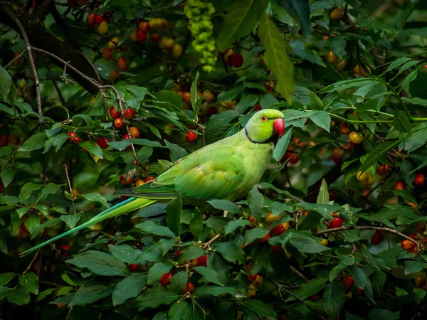 Oiseau Est Assis Sur Une Branche Arbre — Photo