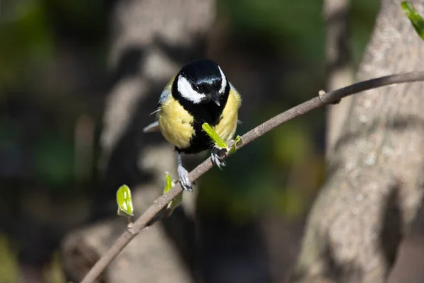 Een Vogel Zit Een Tak Van Een Boom — Stockfoto