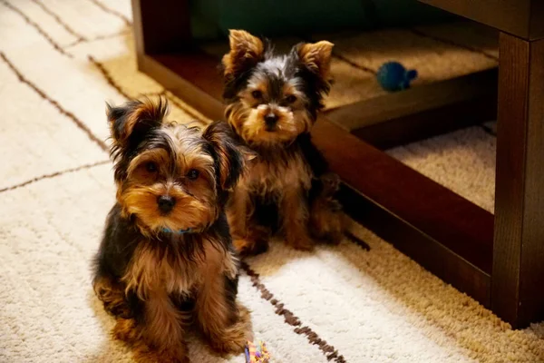 Yorkshire Terrier Hund Auf Dem Boden — Stockfoto