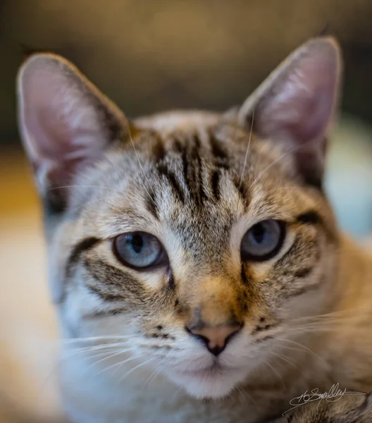 Kot Pięknych Oczach — Zdjęcie stockowe