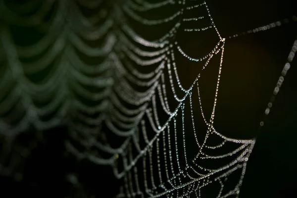 Spinnenweb Met Dauwdruppels Achtergrond — Stockfoto