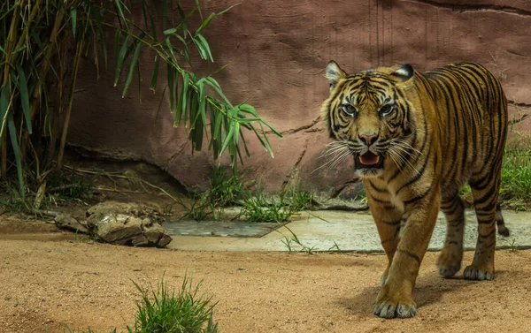 Tijger Dierentuin — Stockfoto