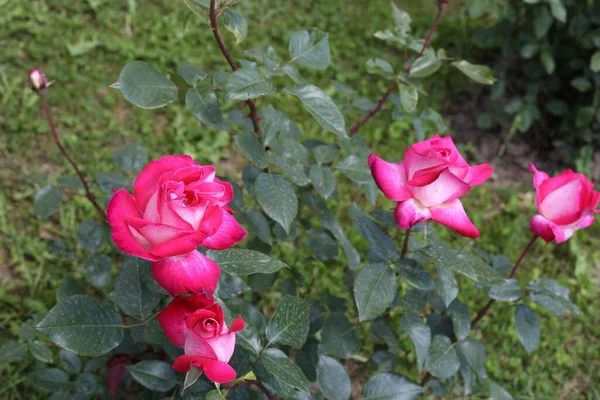 Rosas Rosa Bonitas Jardim — Fotografia de Stock