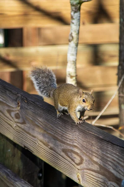 Squirrel Tree — Stock Photo, Image