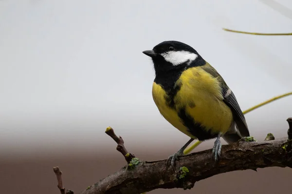 Great Tit Parus Major Sitting Branch — Φωτογραφία Αρχείου