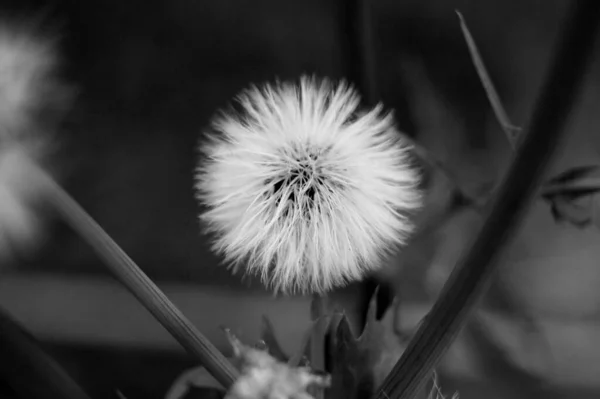 Mooi Botanisch Schot Natuurlijk Behang — Stockfoto