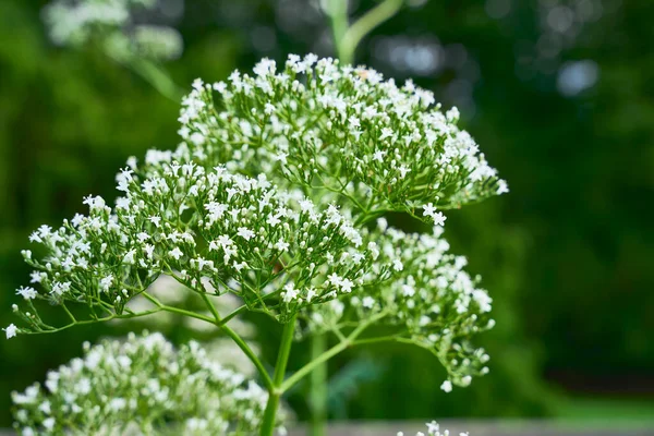 Primer Plano Una Flor —  Fotos de Stock