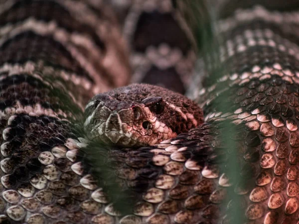 Primer Plano Una Hermosa Serpiente —  Fotos de Stock