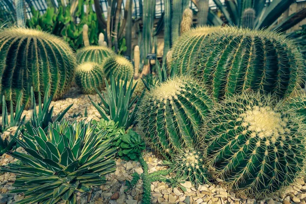 Groene Cactussen Tuin — Stockfoto