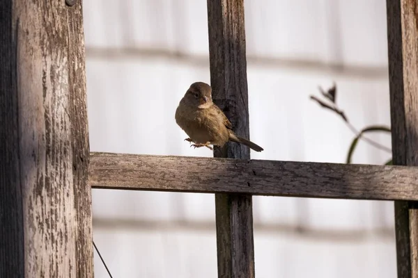 Pájaro Árbol — Foto de Stock