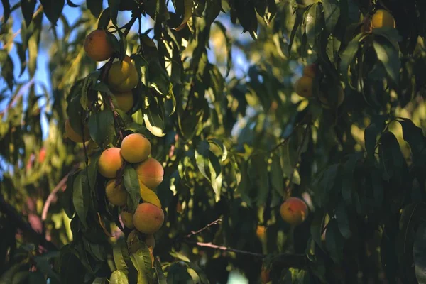 Frutas Naranjas Maduras Árbol Jardín — Foto de Stock