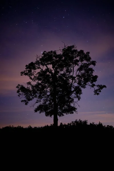 Hermoso Cielo Nocturno Con Árboles Estrellas —  Fotos de Stock