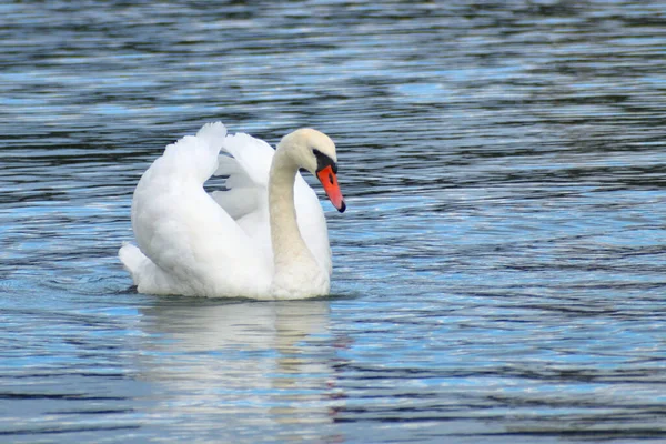 Male Swan Port Mangalia Balck Sea — Fotografia de Stock