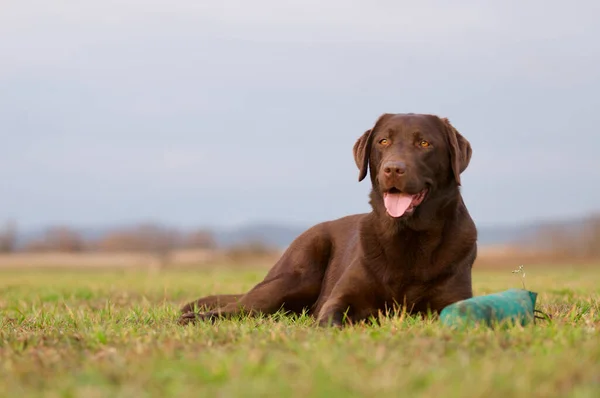 Hund Auf Dem Feld — Stockfoto