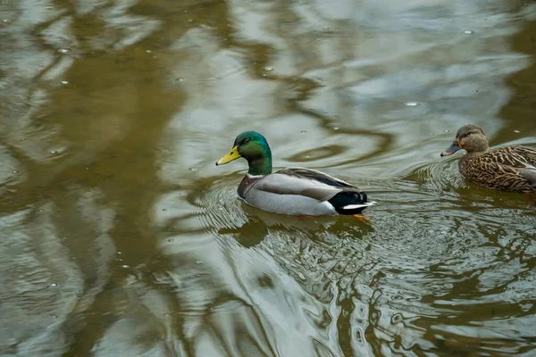 Ente Schwimmt Wasser — Stockfoto