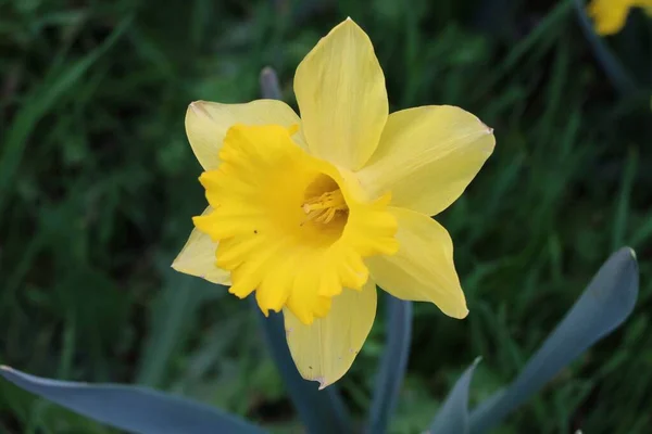 Flor Amarelo Narciso Jardim — Fotografia de Stock