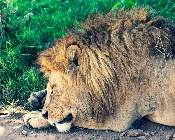 Lion Zoo — Stock Photo, Image