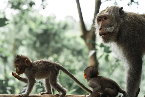 Мавпи Зоопарку — стокове фото