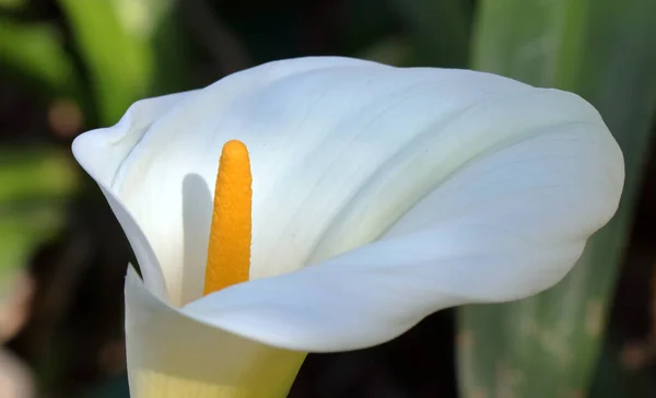 Bellissimo Fiore Tulipano Bianco Giardino — Foto Stock