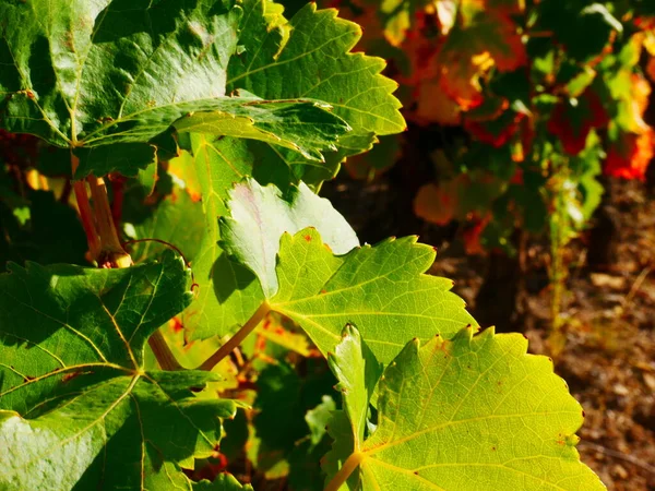 Beautiful Photo Vine Leaves Summer Season — Fotografia de Stock