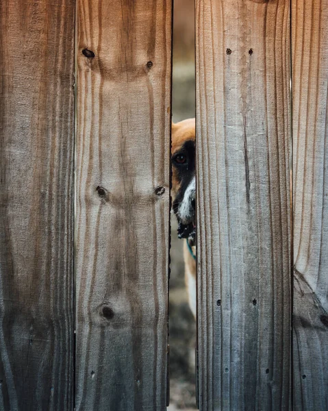 Pies Drewnianym Płotem — Zdjęcie stockowe