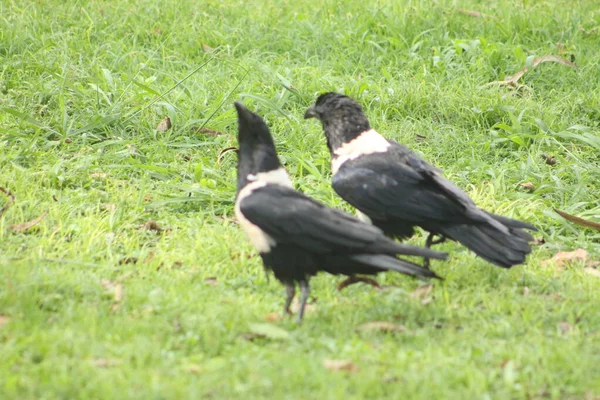 Cuervos Negros Hierba — Foto de Stock