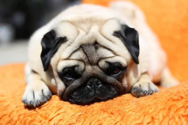 Pug Hond Liggend Vloer — Stockfoto