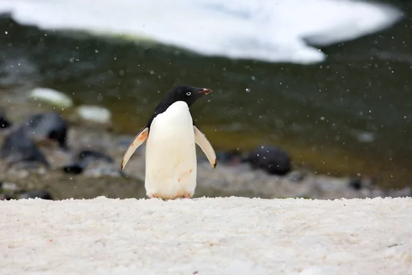 Gentoo Pingvin Tengerben — Stock Fotó