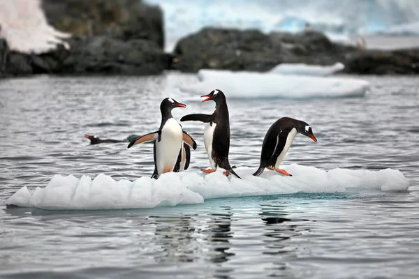 Gentoo Pingvinek Tengerben — Stock Fotó